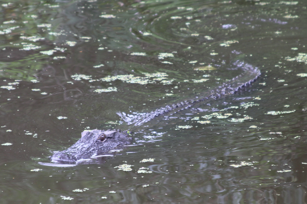 Cajun Pride Swamp Tours in New Orleans Plantation Country 