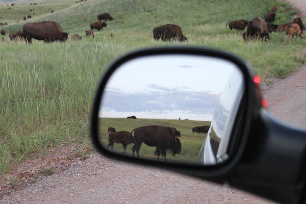 Custer
