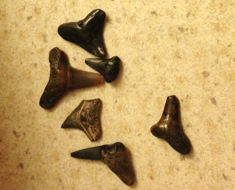 Weekend Escape to Anna Maria Island, FL Just Short of Crazy