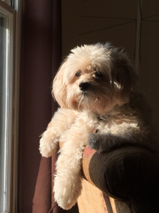 Choice Hotels Pet Friendly Rouydadnews Info Pet Friendly Hotels Five Reasons To Stay At A Choice Hotel Just Short Of Crazy