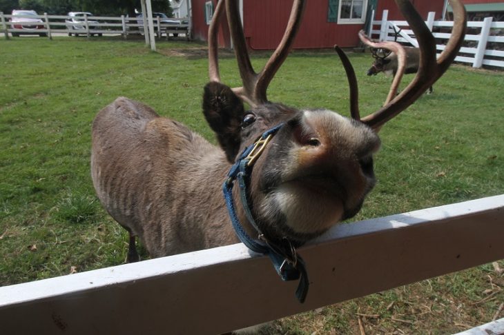  reindeer encounter