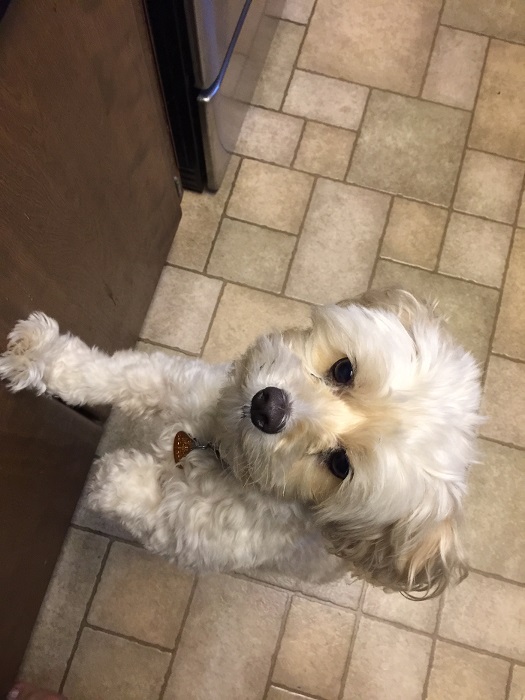 My Dog Is Getting Tired Of His Food My Dog Is Getting Tired Of His Food