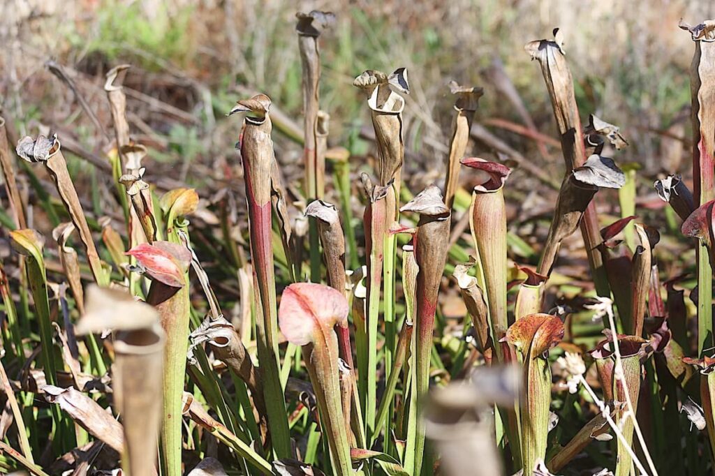 Wildflowers at Briarwood Nature Preserve.