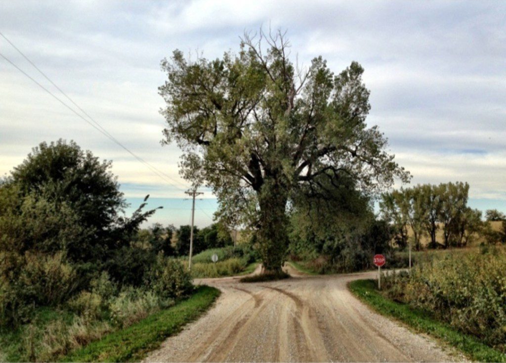 Photo of a large tree in the middle of the road.