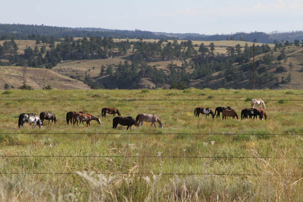 Black Hills Wild Horse Sanctuary