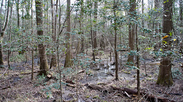 congaree national park