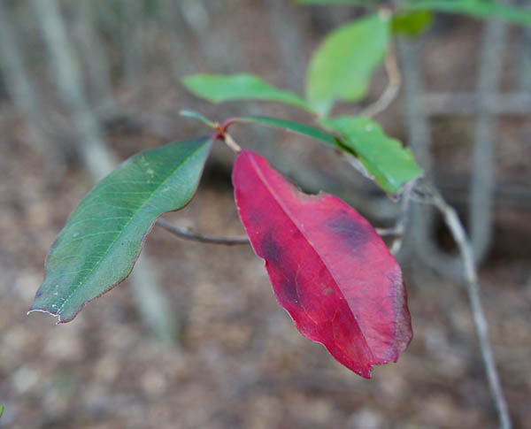 congaree national park