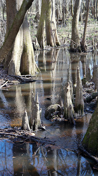 congaree national park