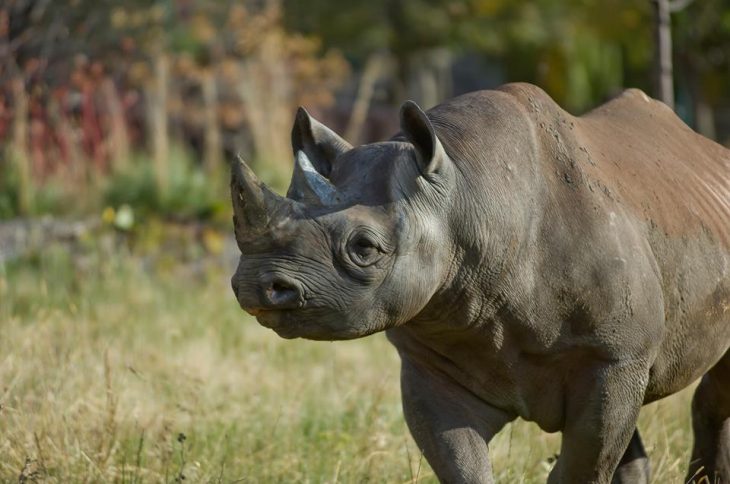 great plains zoo