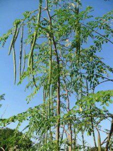 drumstick tree
