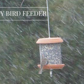 DIY Bird Feeder