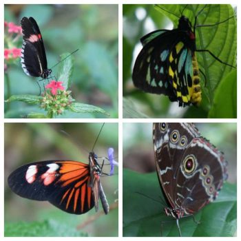 Butterflies Are Blooming