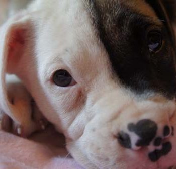 Boxer Puppy