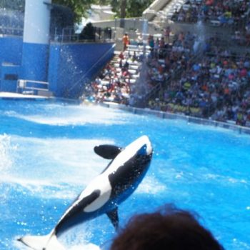 Sea World