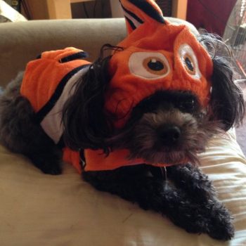 Finding Nemo Pet Costume from Pet Smart