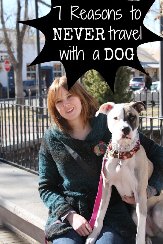 dog travel