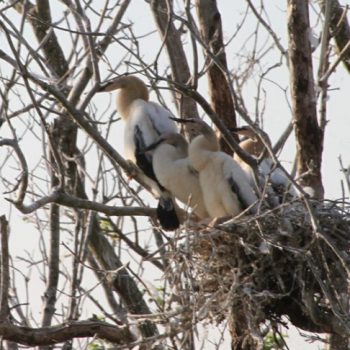 Birding Louisiana