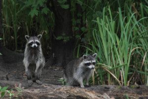 Cajun Pride Swamp Tours in New Orleans Plantation Country