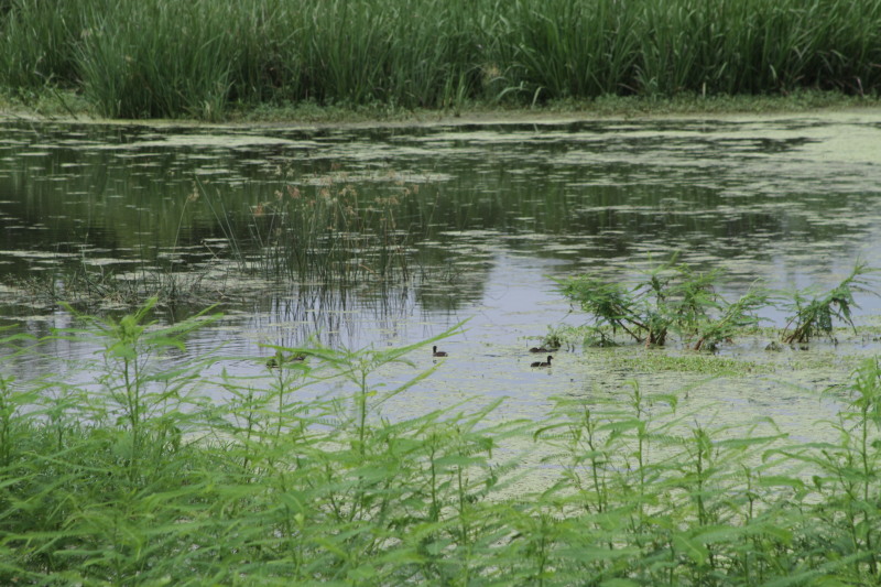 creole nature trail