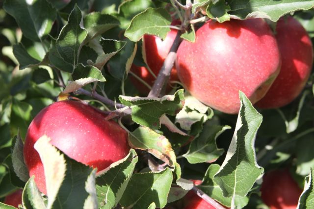 Michigan Apples