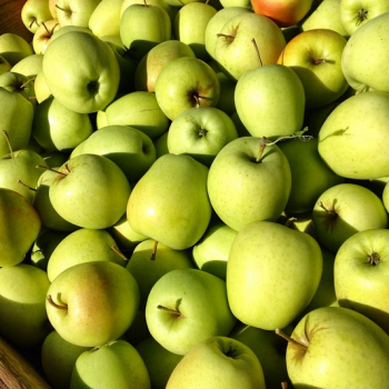Michigan Apples