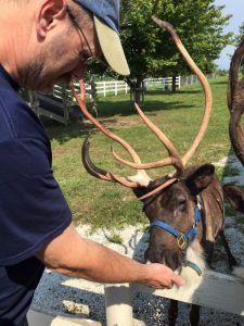 Reindeer Encounter at Hardy’s Reindeer Ranch