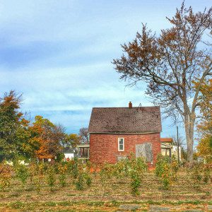 Revitalizing Detroit Michigan One Tree At A Time