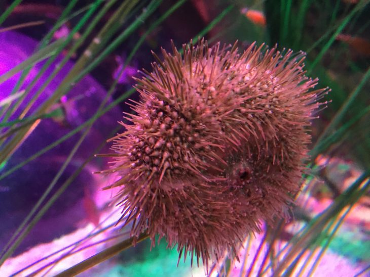 a toddler's walk through sea life aquarium