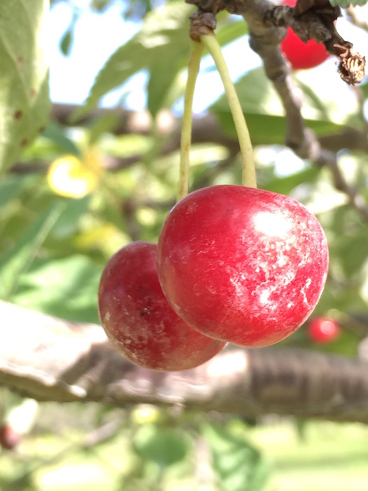 cherry bounce