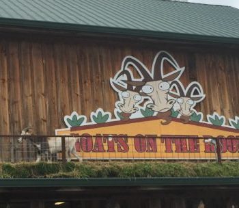 goats on the roof