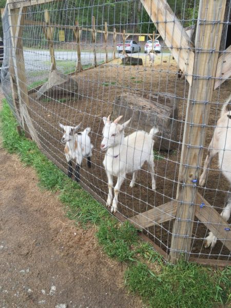 Goats on the Roof