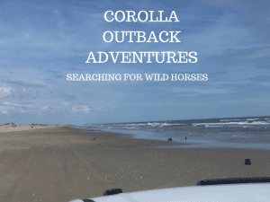 Searching For Wild Horses With Corolla Outback Adventures