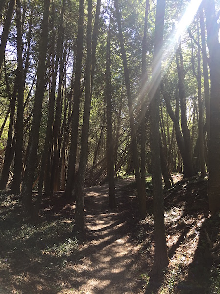 wooded hiking path on mackinac island