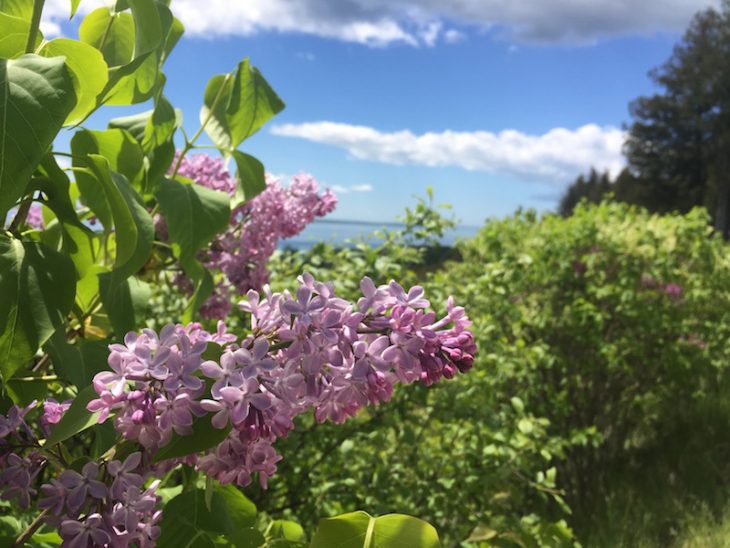 lilacs in bloom on Mackinac Island 