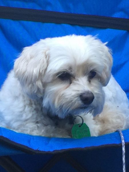 adorable cream colored multipoo puppy laying in a blue outdoor chair