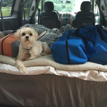 5 Fun Fall Pet Friendly Activities5