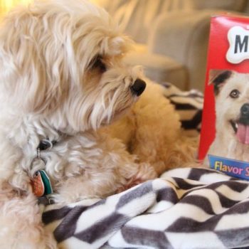 5 Fun Fall Pet Friendly Activities5