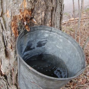 Maple adventures in Pennsylvania