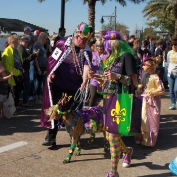Mystical Krewe of Barkus Mardi Gras Parade 8