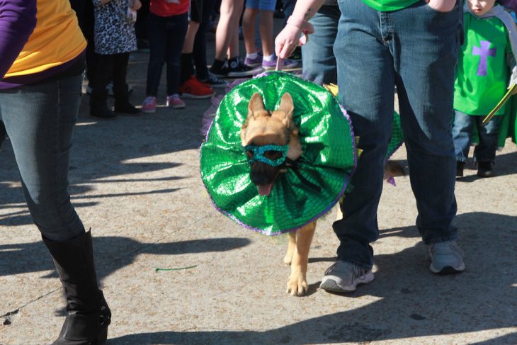 Mystical Krewe of Barkus Mardi Gras Parade 8