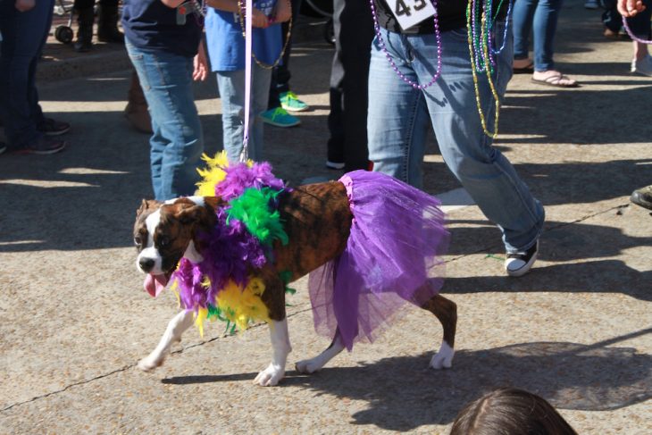 Mystical Krewe of Barkus Mardi Gras Parade 8