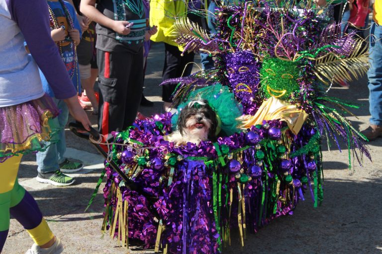 Mystical Krewe of Barkus Mardi Gras Parade Just Short of Crazy
