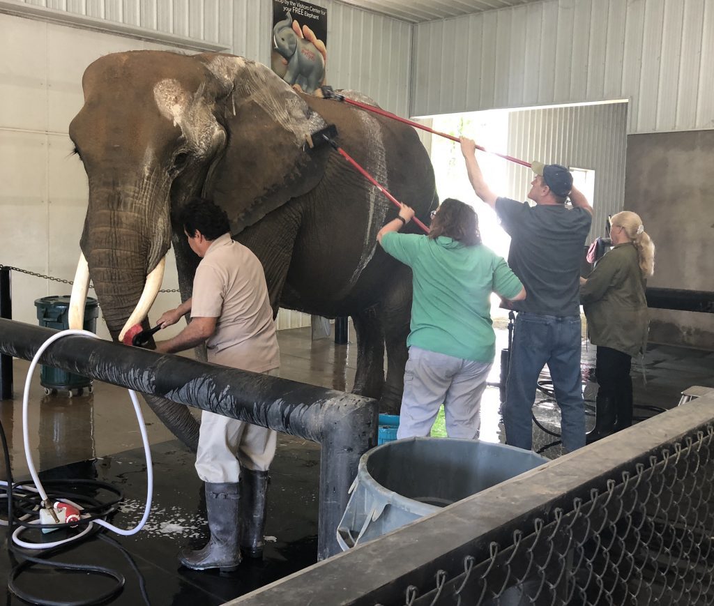 Wash Elephant Wilstem Ranch knee pain