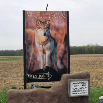 wolf park