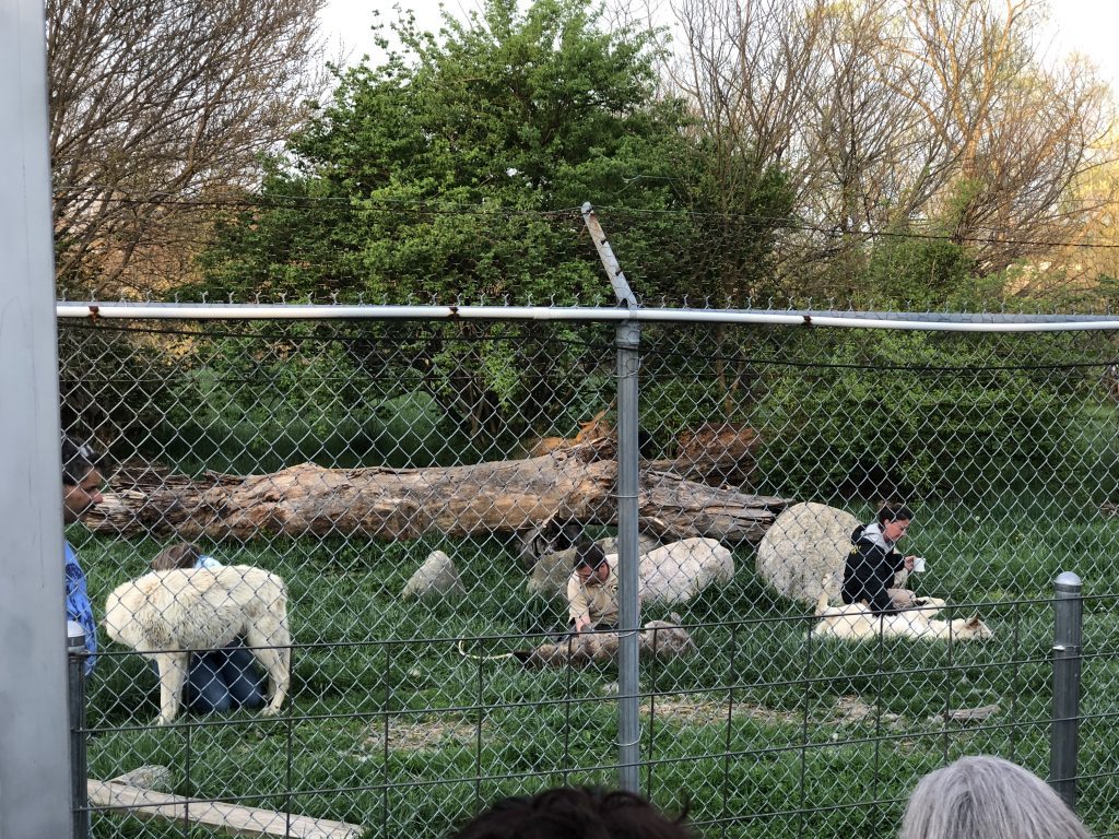 wolf park