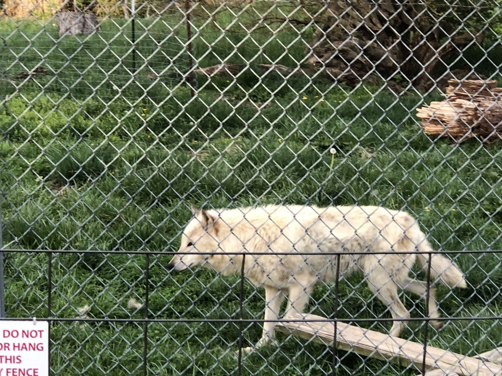 Wolf Park