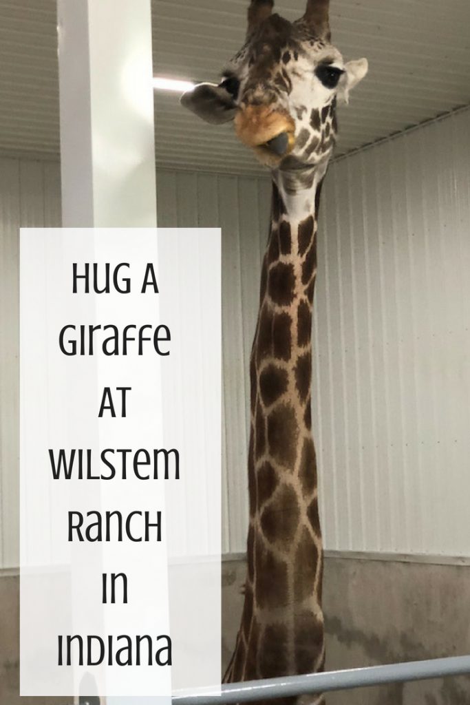 Hug a Giraffe At Wilstem Ranch