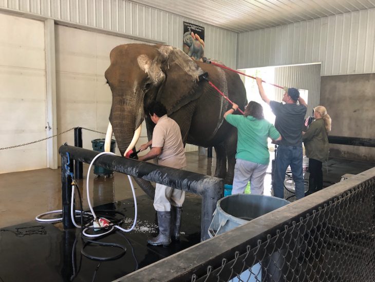 Purring elephants at Wilstem Ranch