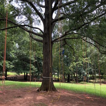 tree climbing