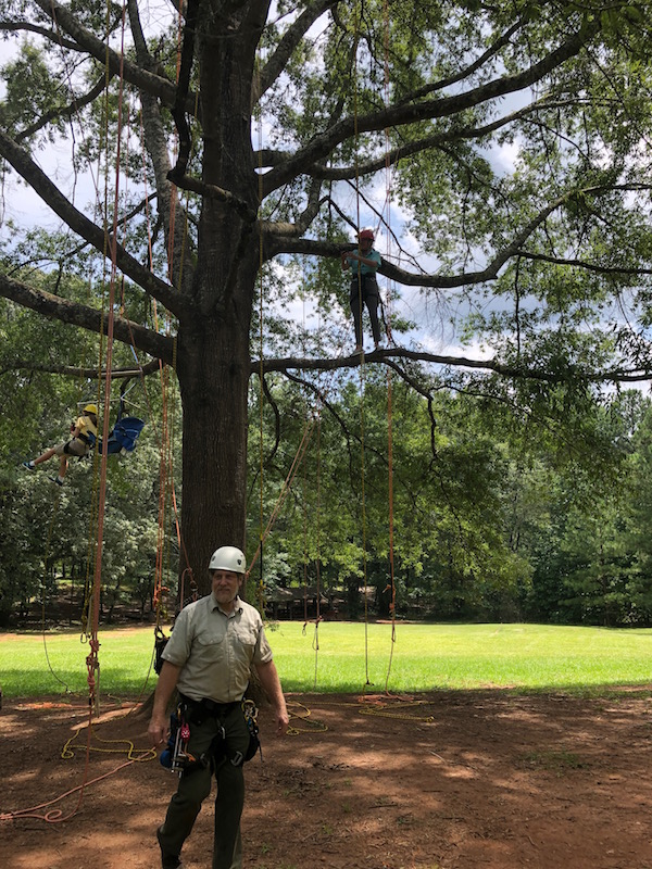 tree climbing